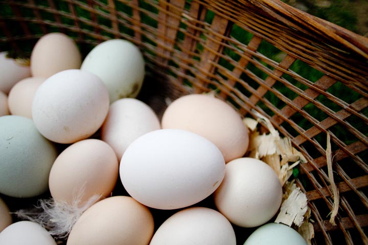 eggs