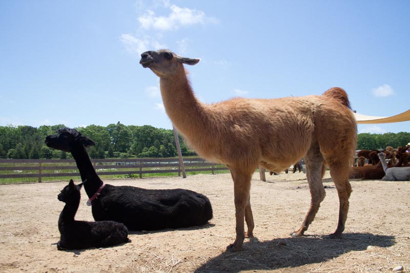 llama