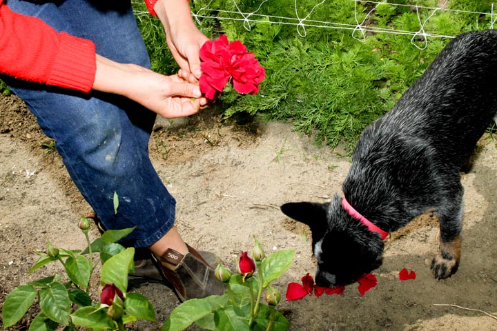 roses dog
