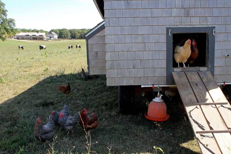 farm