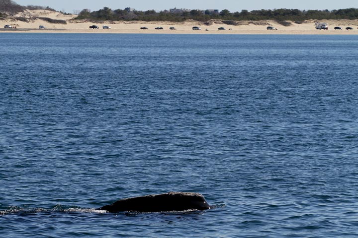 right whale