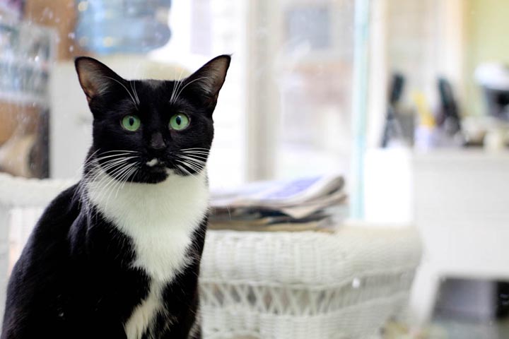 Annabelle cat
