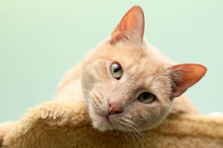 Deacon cat