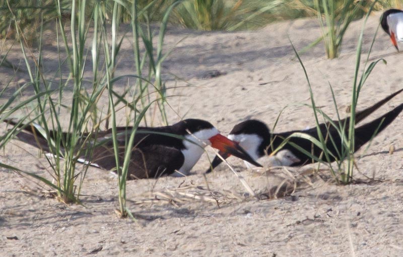black skimmer chicks