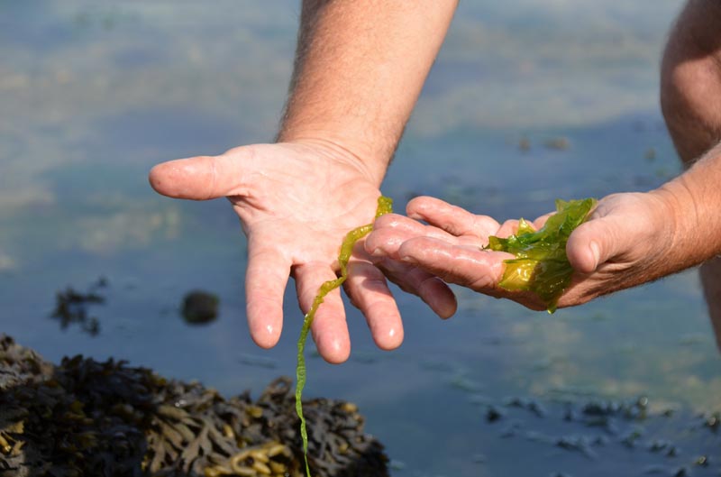 algae