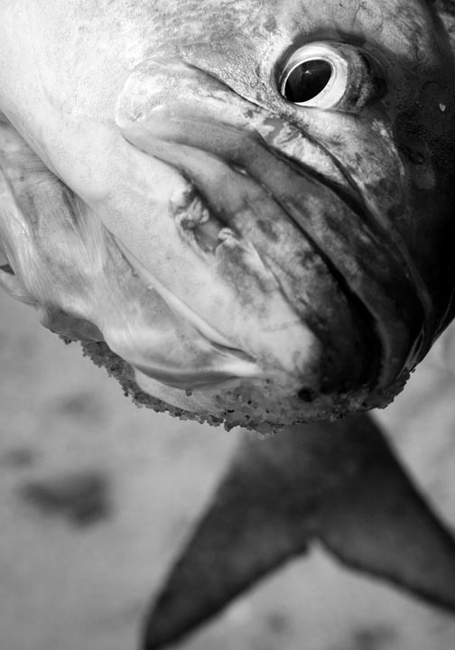 bluefish