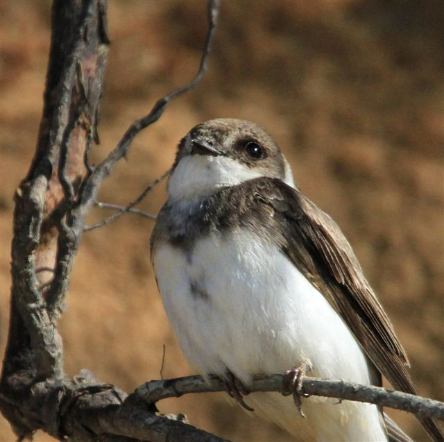 Bank swallow bird