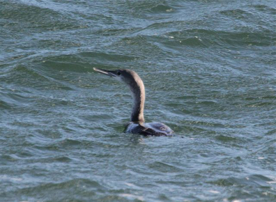 cormorant bird ocean