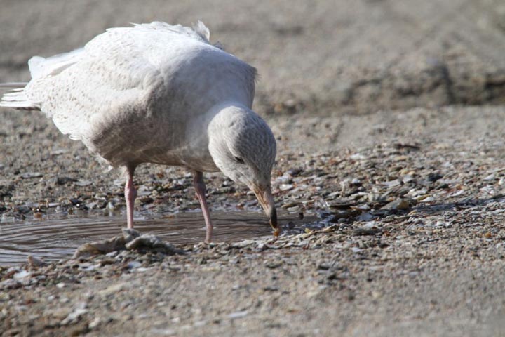 glaucous gull bird
