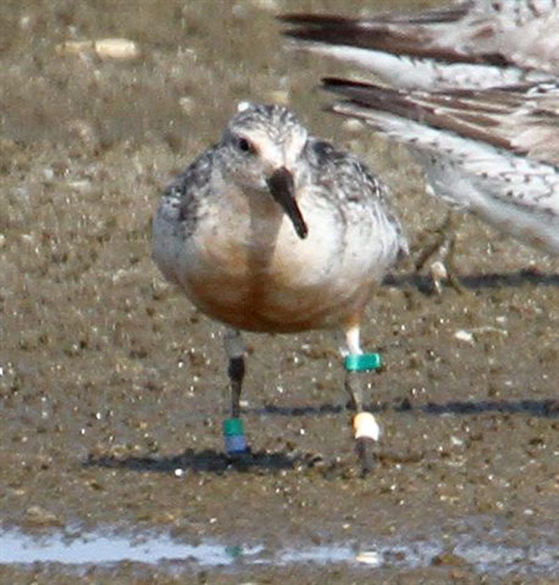 red knot