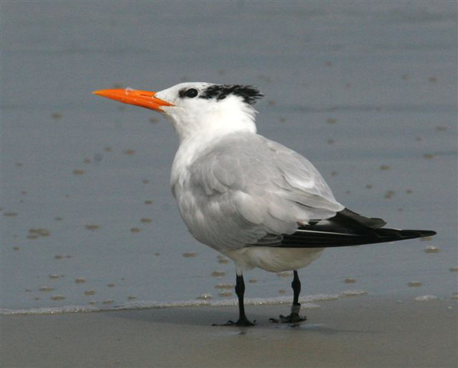 royal tern