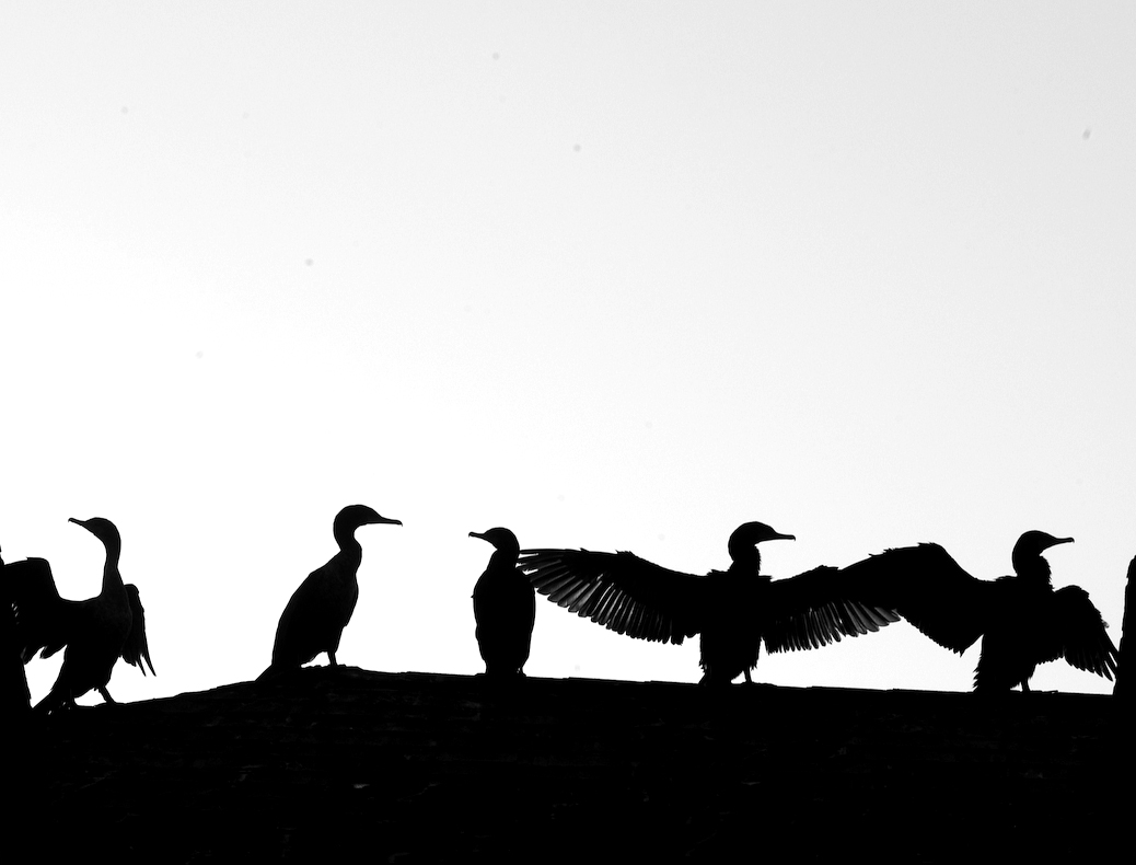 cormorant
