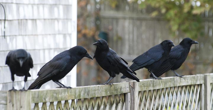 crows