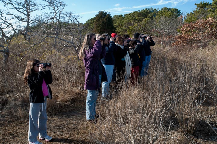 Felix Neck Wildlife Sancturary, Edgartown Susie Bowman bird watching