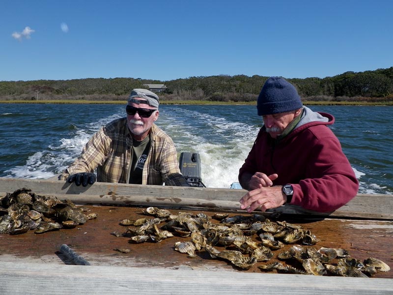 oyster farm