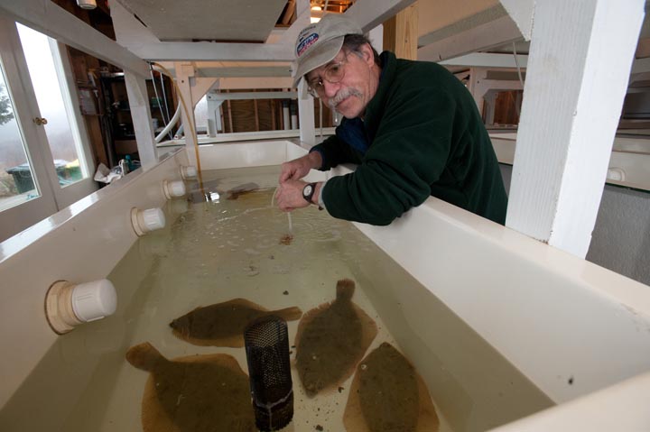 winter flounder John Armstrong