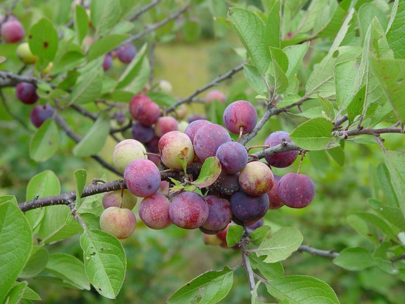 beach plum