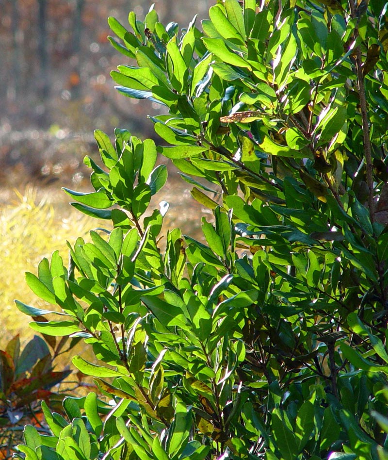 northern bayberry