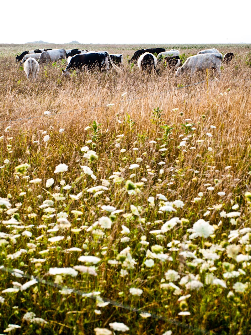cows