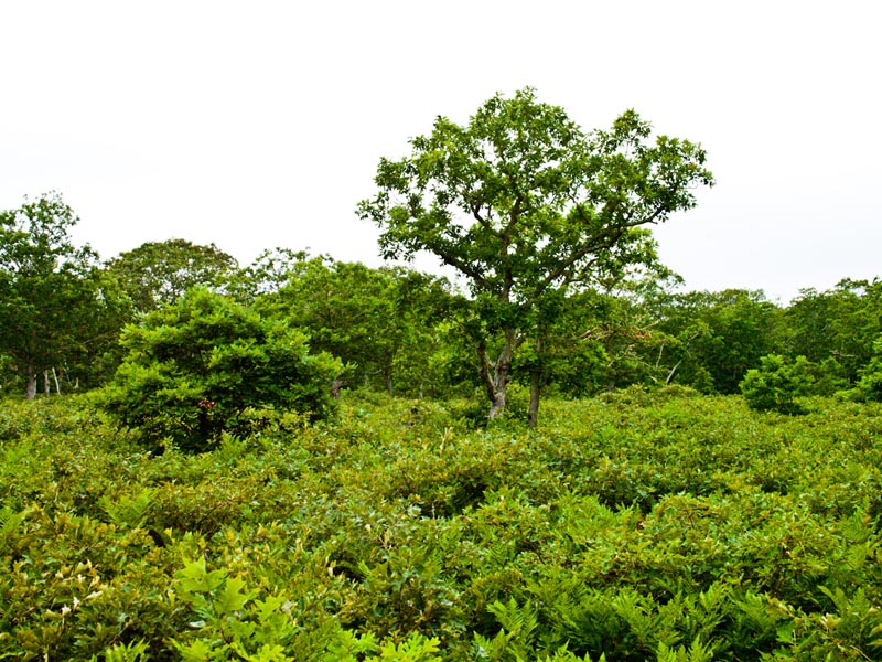 forest