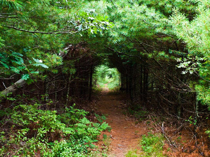 forest