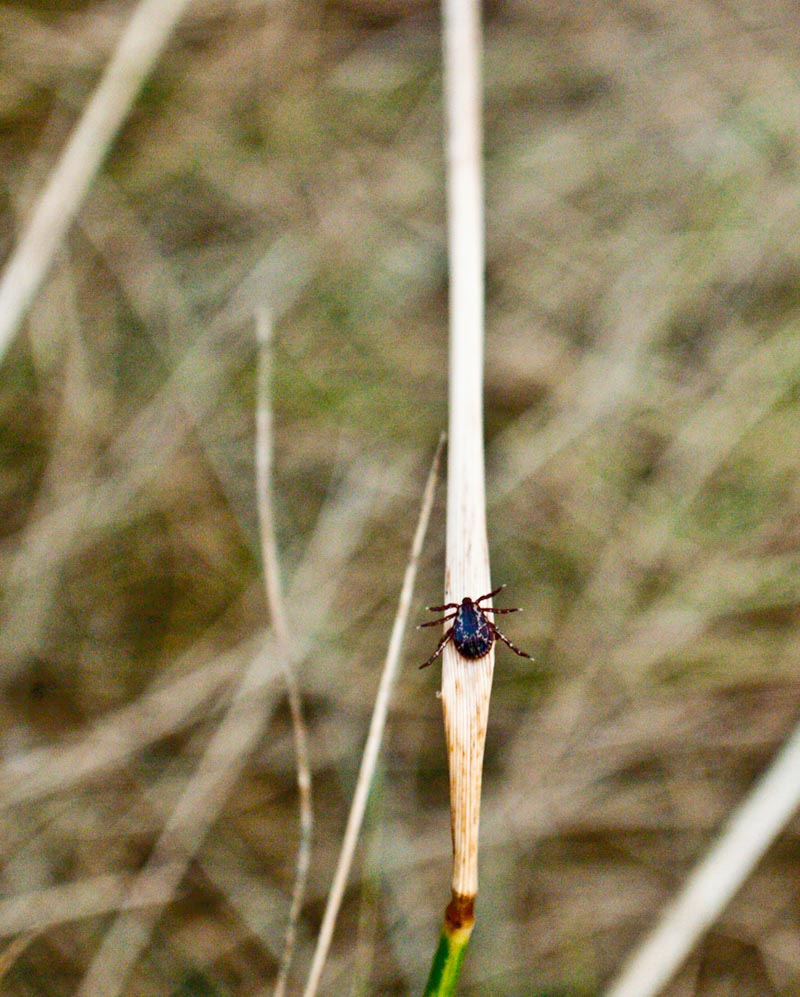tick