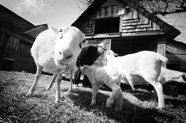 lambs