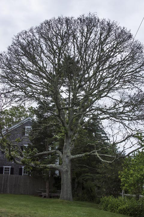 black oak