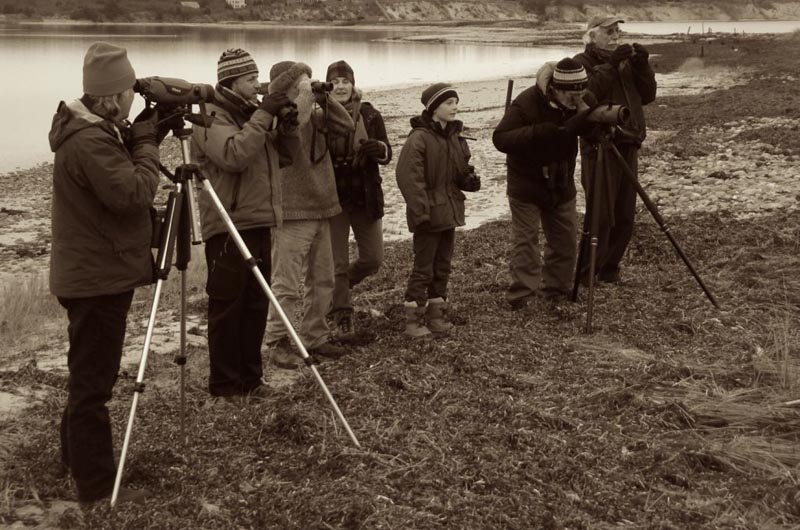 Martha\s Vineyard Bird Watchers 