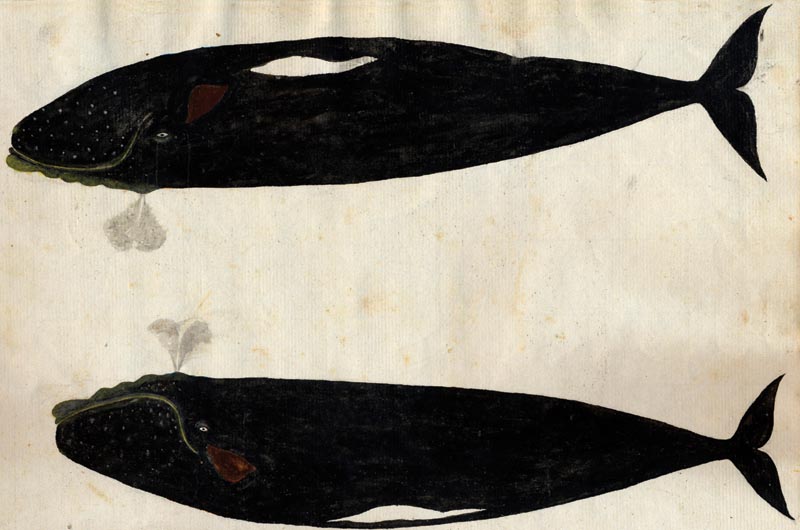 two whales