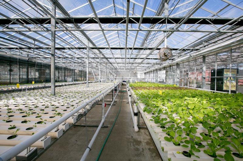 Luckily, greenhouses make a plant-based lifestyle possible all year round.