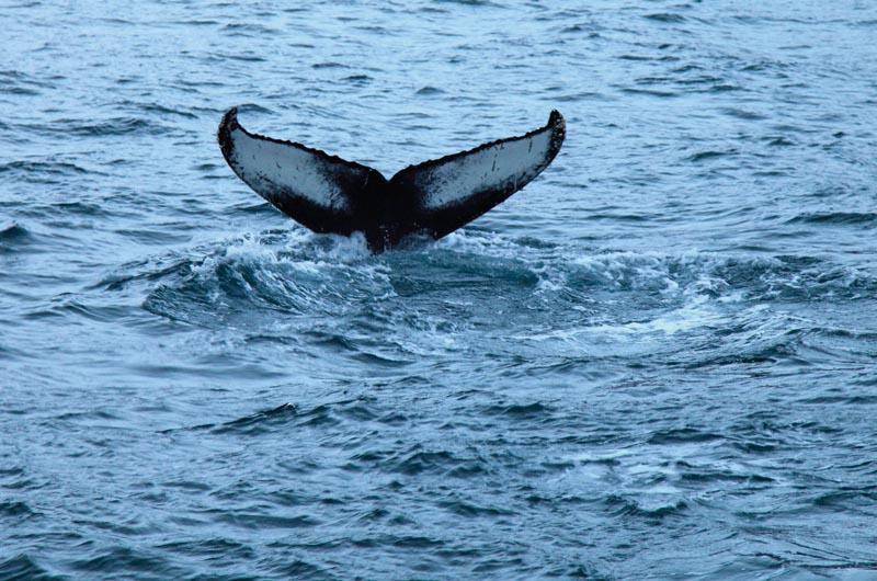 whale tail