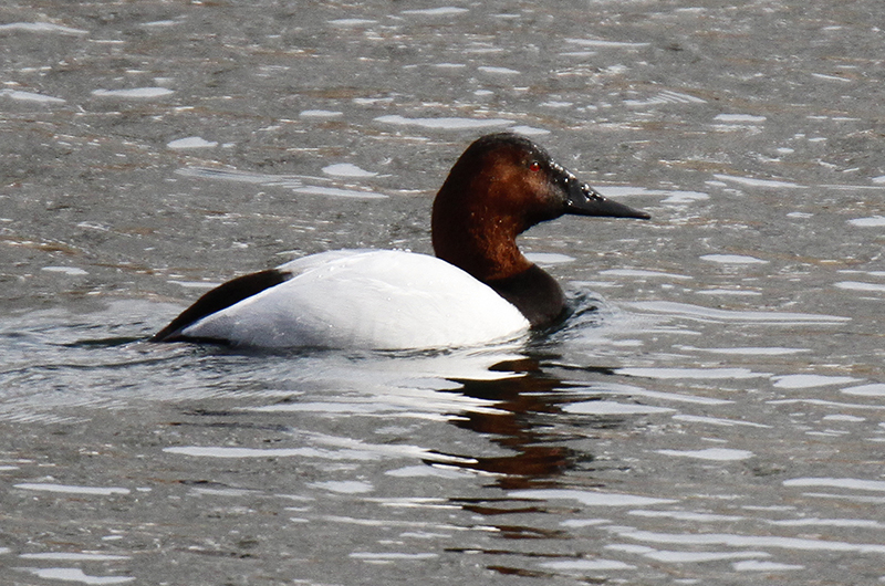 Vineyard Gazette | Birds | Say Hello to Spring Songbirds