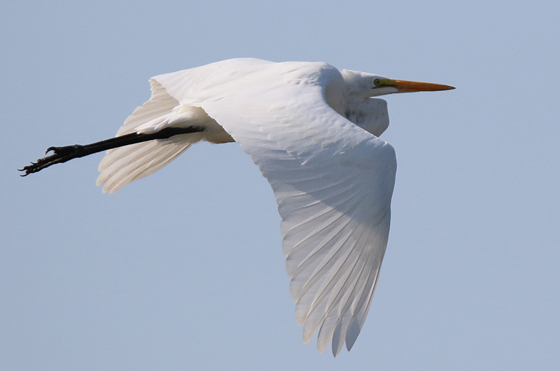 Great egret in flight, bird photo by Lanny McDowell