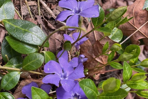 Vinca in bloom