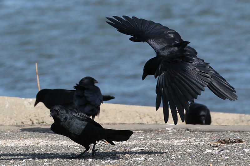 Three fish crows.