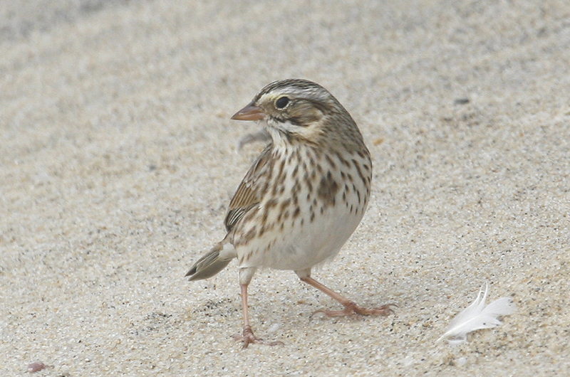 Ipswich sparrow