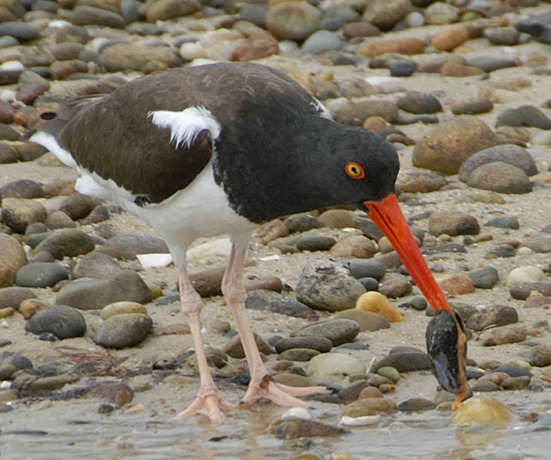 American Oystercatcher