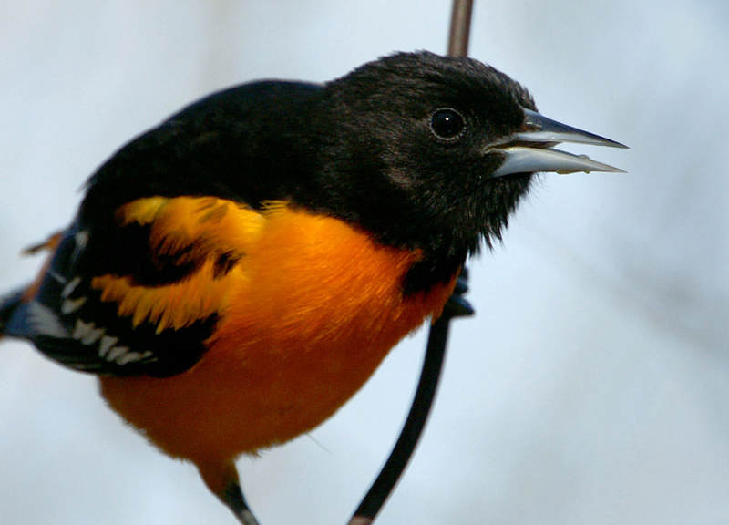 Baltimore Oriole