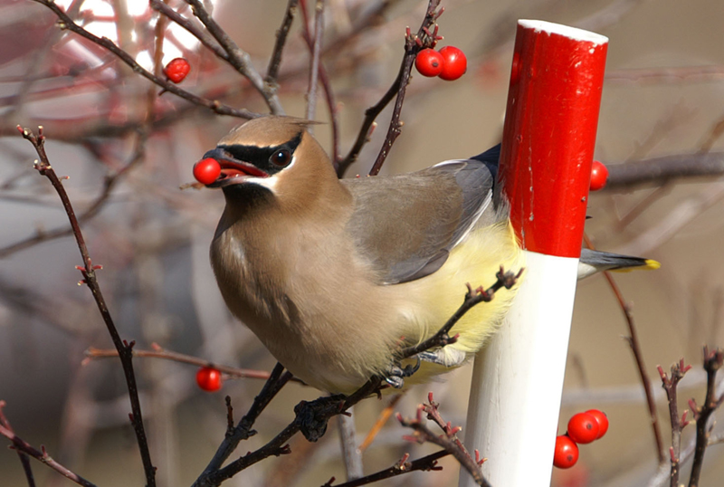 Cedar Waxwing