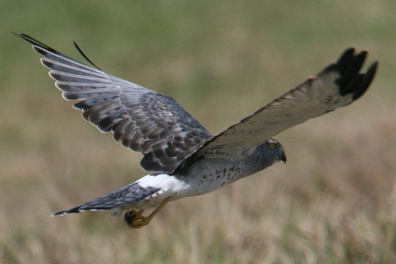 Harrier