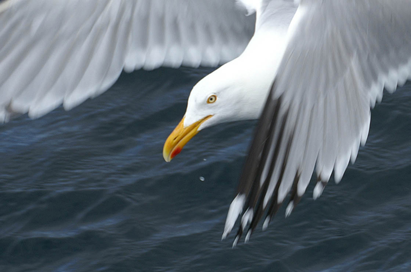Herring Gull