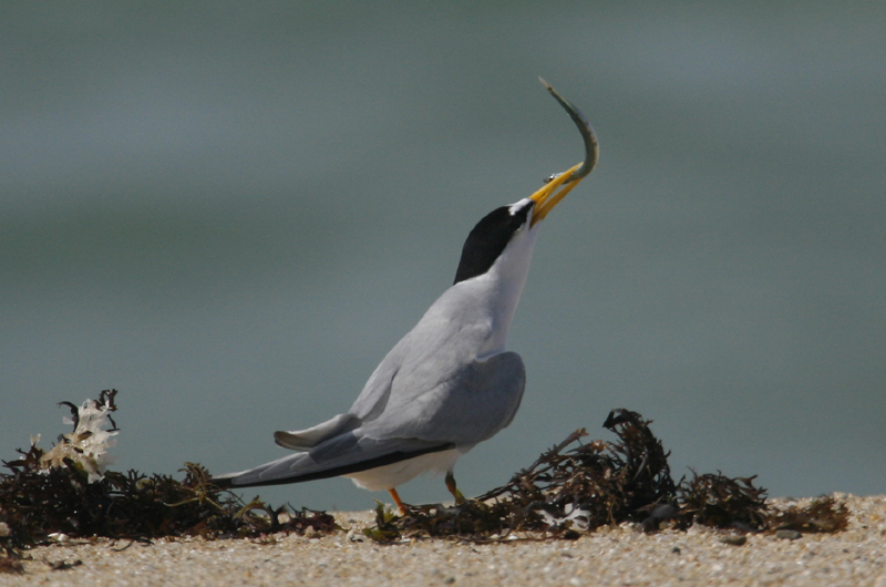 Least Tern