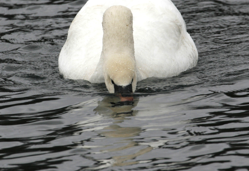 Mute Swan