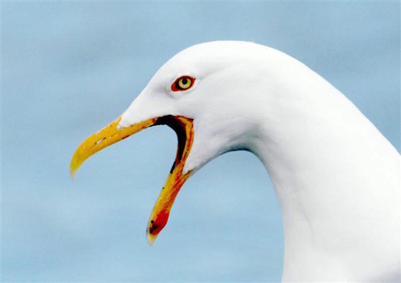 herring gull