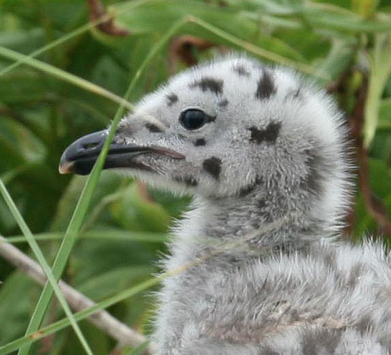 great black-backed gull