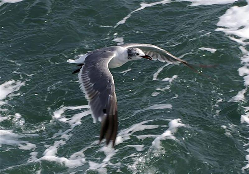 laughing gull