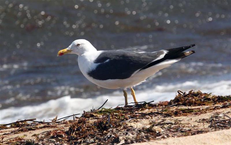 lesse black backed gull
