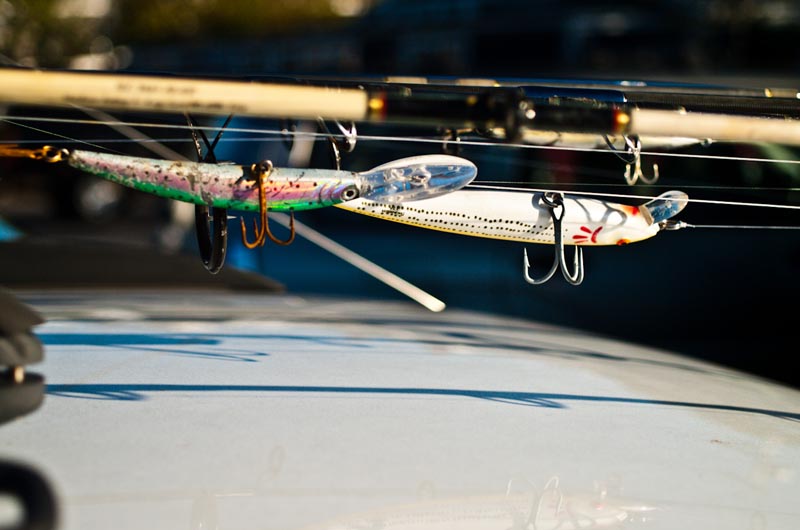 derby, bass, bluefish