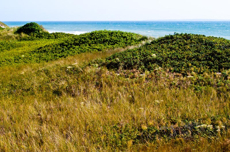 aquinnah, moshup trail, moors